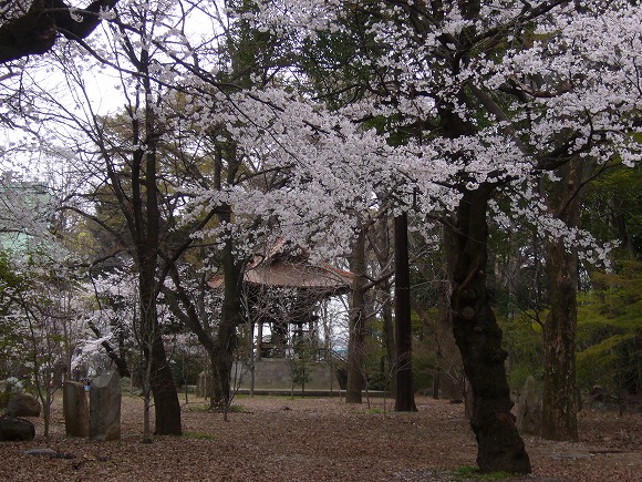 桜の奥は鐘楼