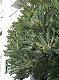 DSCF2810.jpg