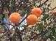 DSCF2817.jpg