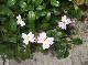 DSCF3018.jpg
