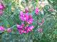 DSCF3120.jpg