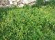 DSCF3229.jpg