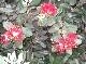 DSCF3466.jpg