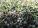 DSCF3484.jpg