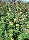 DSCF3488.jpg