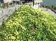 DSCF3594.jpg