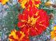DSCF6580.jpg