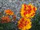 DSCF6581.jpg