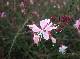 DSCF6595.jpg