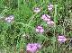 DSCF6627.jpg