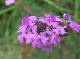 DSCF6628.jpg