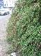 DSCF6795.jpg