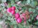 DSCF6796.jpg