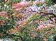DSCF1132.jpg