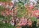 DSCF1133.jpg