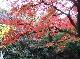 DSCF1135.jpg