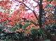 DSCF1136.jpg